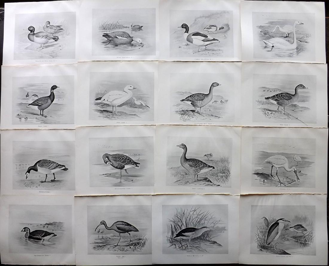 Frohawk, Frederick 1898 Lot of 16 Bird Prints: Lithographs Published 1896-98, London for "British Birds with their Nests and Eggs" by Arthur G. Butler. Illustrated by Frederick William Frohawk. Paper Size: 12 x 9.5 inch (30 x 24cm) Good Condition