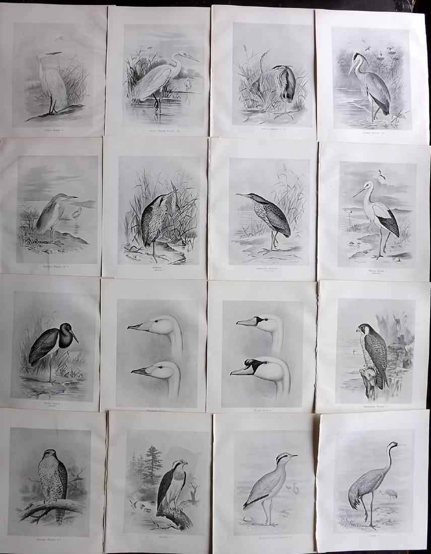 Frohawk, Frederick 1898 Lot of 16 Bird Prints: Lithographs Published 1896-98, London for "British Birds with their Nests and Eggs" by Arthur G. Butler. Illustrated by Frederick William Frohawk. Paper Size: 12 x 9.5 inch (30 x 24cm) Good Condition