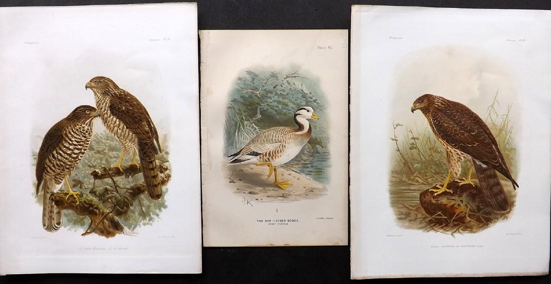 Keulemans, John 1885-1908 Lot of 3 Rare Bird Prints (1 of 2)