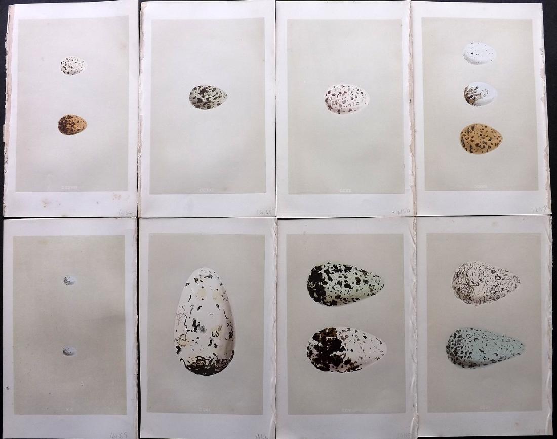 Morris, Francis 1864 Lot of 8 Bird Egg Prints. Great: Including Extinct Great Auk and Guillemot. Woodblocks Published 1863-64, London for "A Natural History of the Nests and Eggs of British Birds" By the Rev. Francis Orpen Morris, printed Benjamin Fawcet