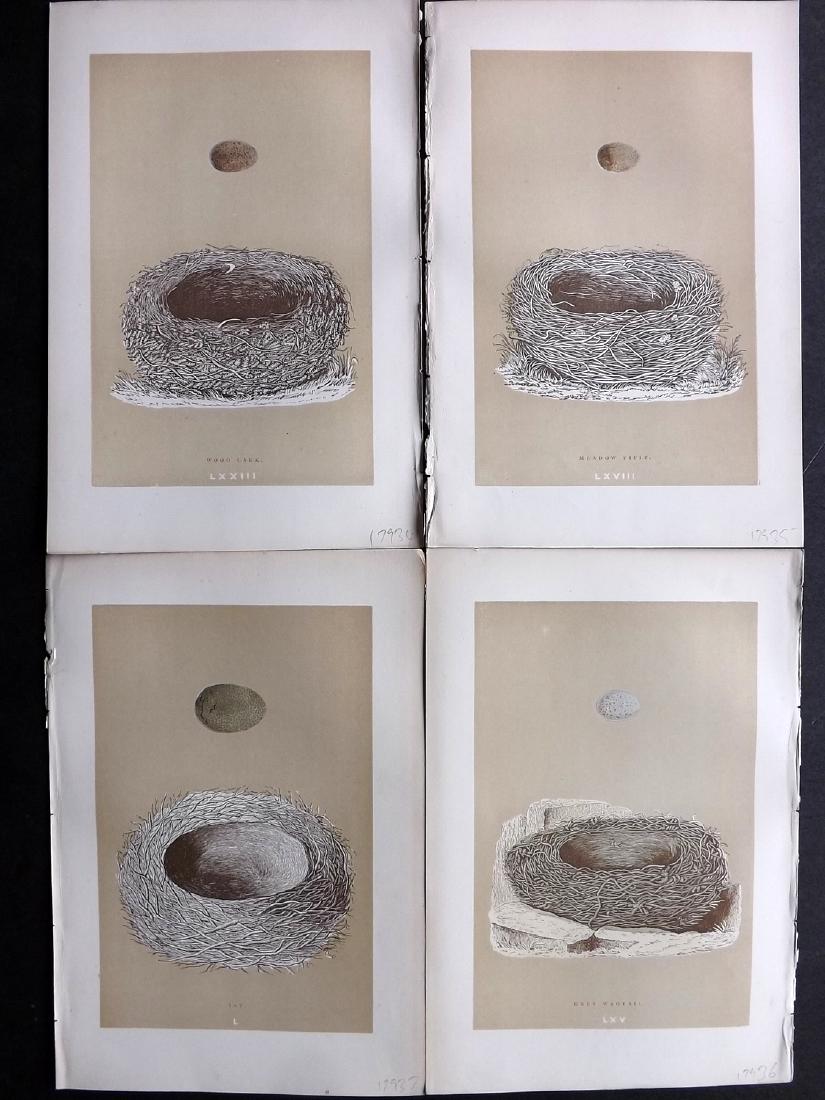 Morris, Francis 1896 Lot of 4 Bird Nest Prints: Woodblocks Published 1896, London for "A Natural History of the Nests and Eggs of British Birds" By the Rev. F. O. Morris, printed Benjamin Fawcett. Printed in colours and finished by hand. Paper Size
