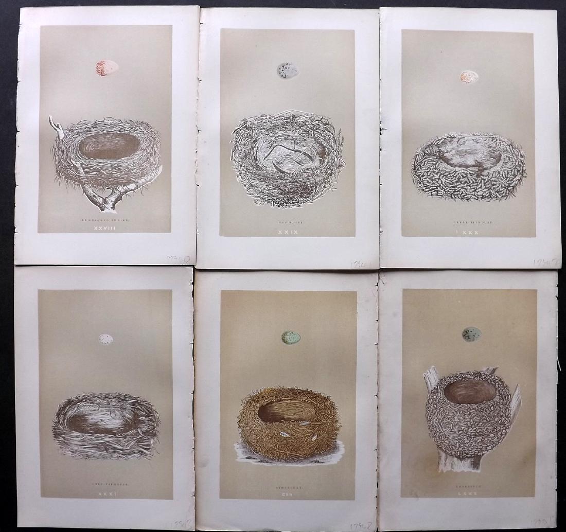 Morris, Francis 1896 Lot of 6 Bird Nest Prints: Woodblocks Published 1896, London for "A Natural History of the Nests and Eggs of British Birds" By the Rev. F. O. Morris, printed Benjamin Fawcett. Printed in colours and finished by hand. Paper Size