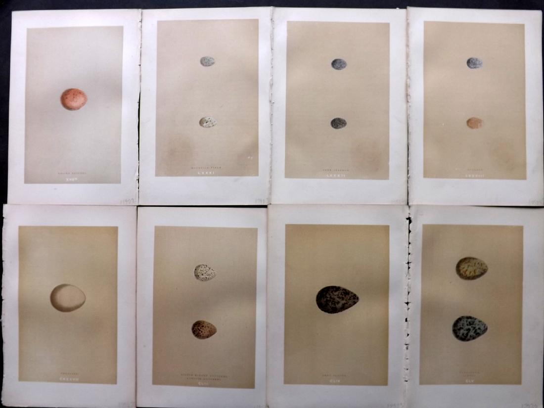 Morris, Francis 1896 Lot of 8 Bird Egg Prints: Woodblocks Published 1896, London for "A Natural History of the Nests and Eggs of British Birds" By the Rev. F. O. Morris, printed Benjamin Fawcett. Printed in colours and finished by hand. Paper Size
