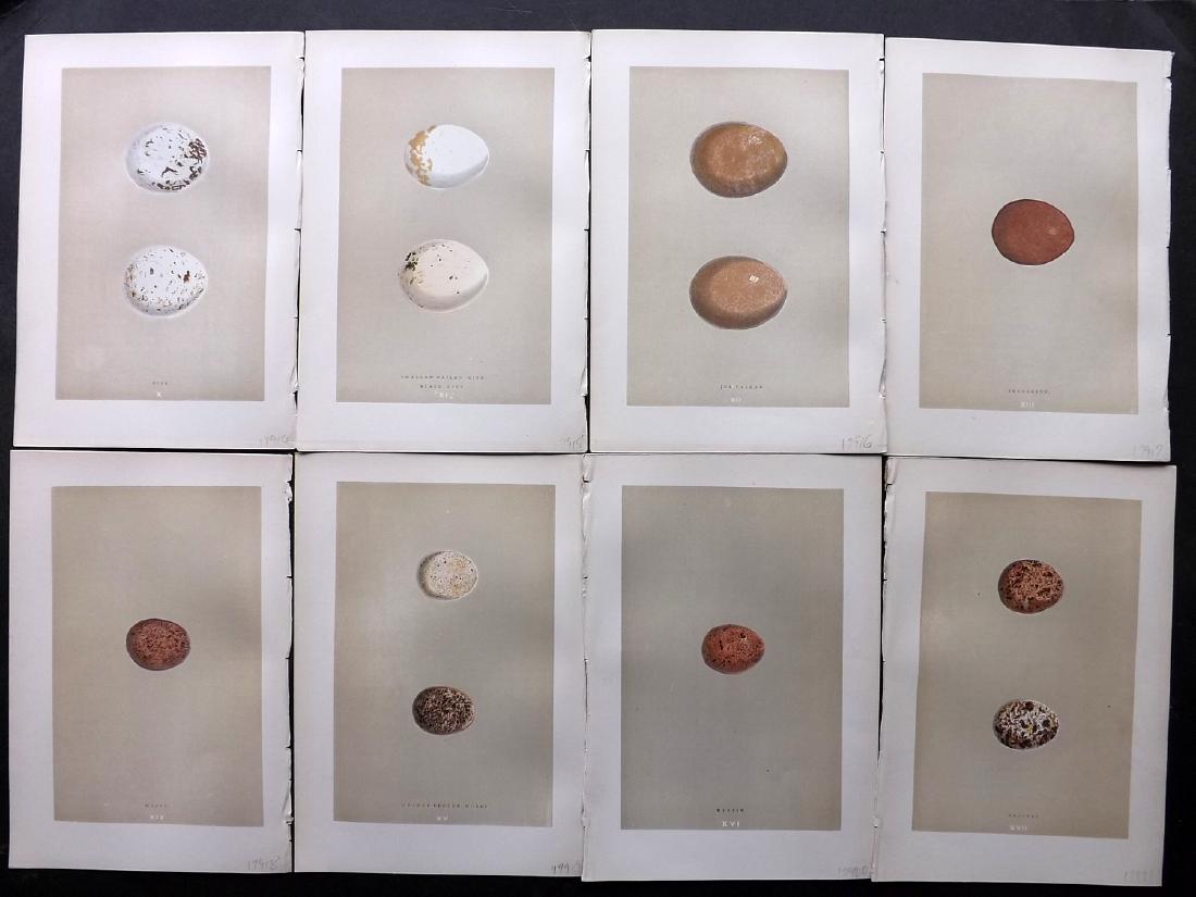 Morris, Francis 1896 Lot of 8 Bird Egg Prints: Woodblocks Published 1896, London for "A Natural History of the Nests and Eggs of British Birds" By the Rev. F. O. Morris, printed Benjamin Fawcett. Printed in colours and finished by hand. Paper Size