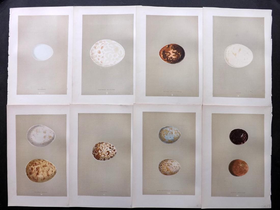 Morris, Francis 1896 Lot of 8 Bird Egg Prints: Woodblocks Published 1896, London for "A Natural History of the Nests and Eggs of British Birds" By the Rev. F. O. Morris, printed Benjamin Fawcett. Printed in colours and finished by hand. Paper Size