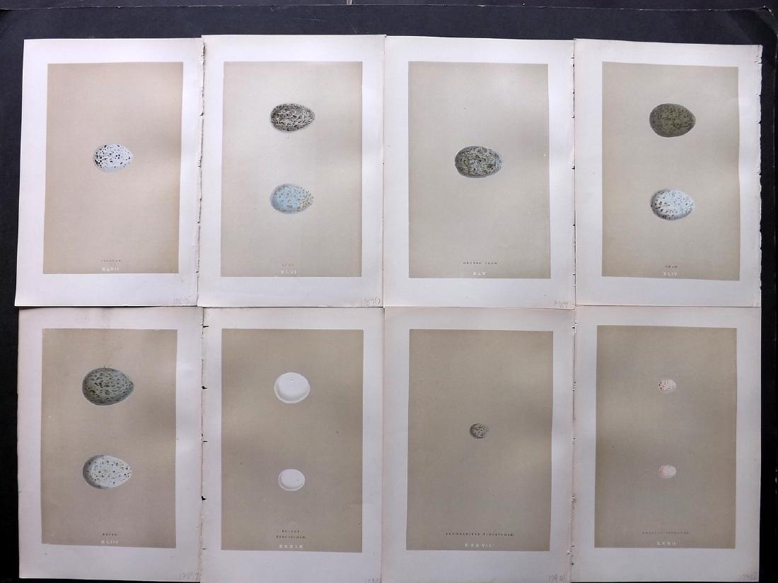 Morris, Francis 1896 Lot of 8 Bird Egg Prints: Woodblocks Published 1896, London for "A Natural History of the Nests and Eggs of British Birds" By the Rev. F. O. Morris, printed Benjamin Fawcett. Printed in colours and finished by hand. Paper Size