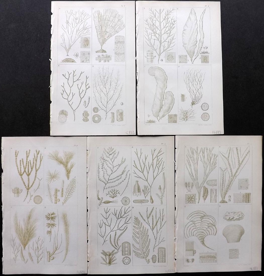 Harvey, William 1849 Lot of 5 Colour Seaweed Prints (1 of 2)