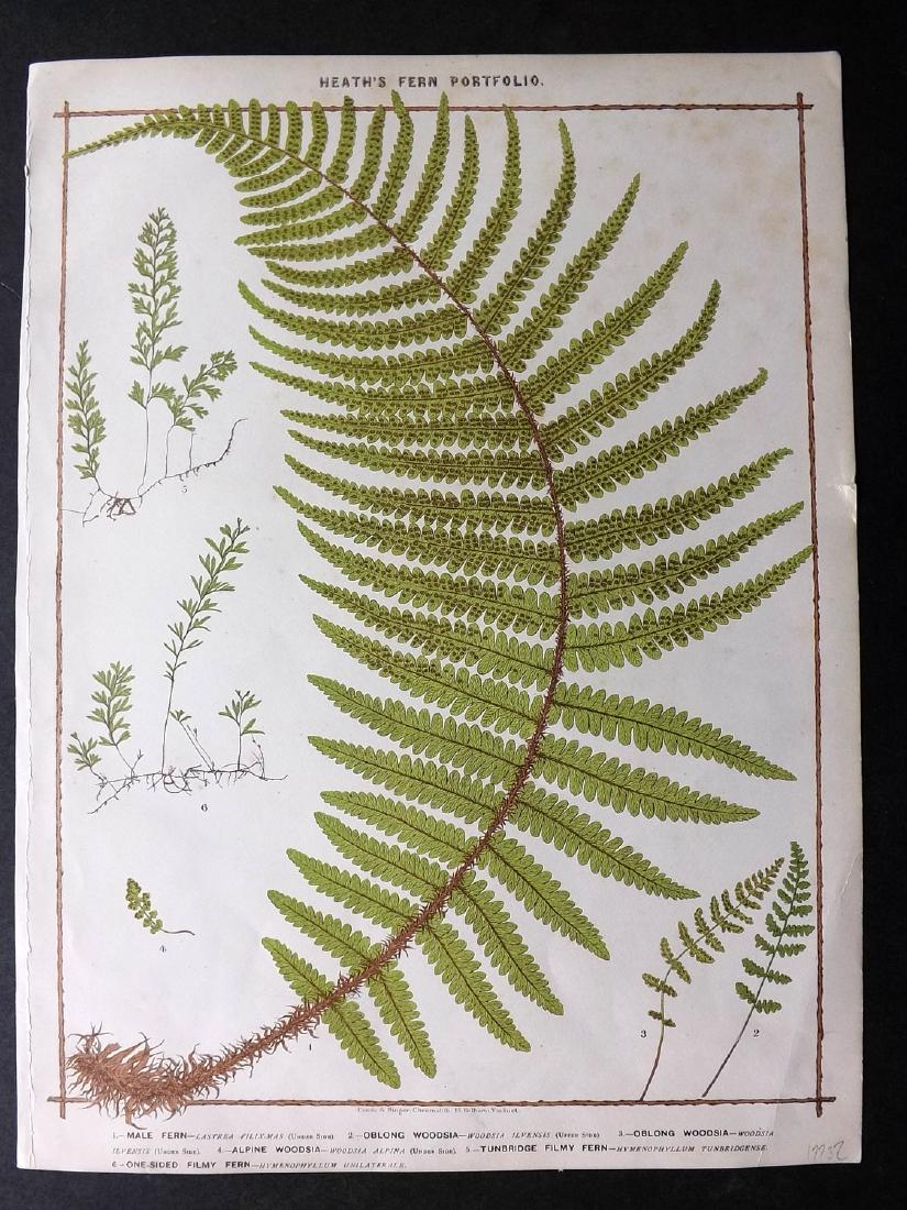 Heath, Francis 1885 Large Fern Print. Oblong Woodsia (1 of 2)