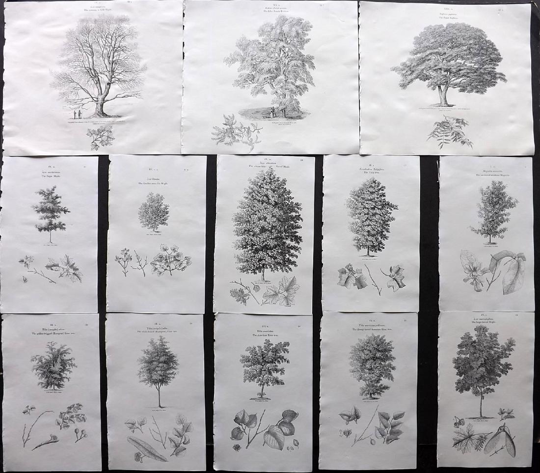 Loudon, John 1838 Lot of 13 Botanical Tree Prints (1 of 2)