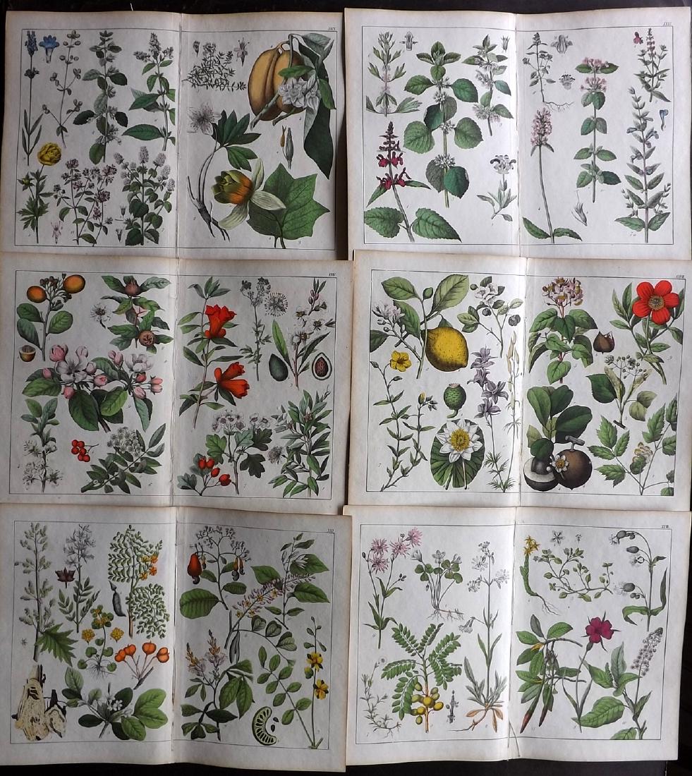 Schubert, Gotthilf von C1860 Lot 6 LG HCol Botanical (1 of 2)