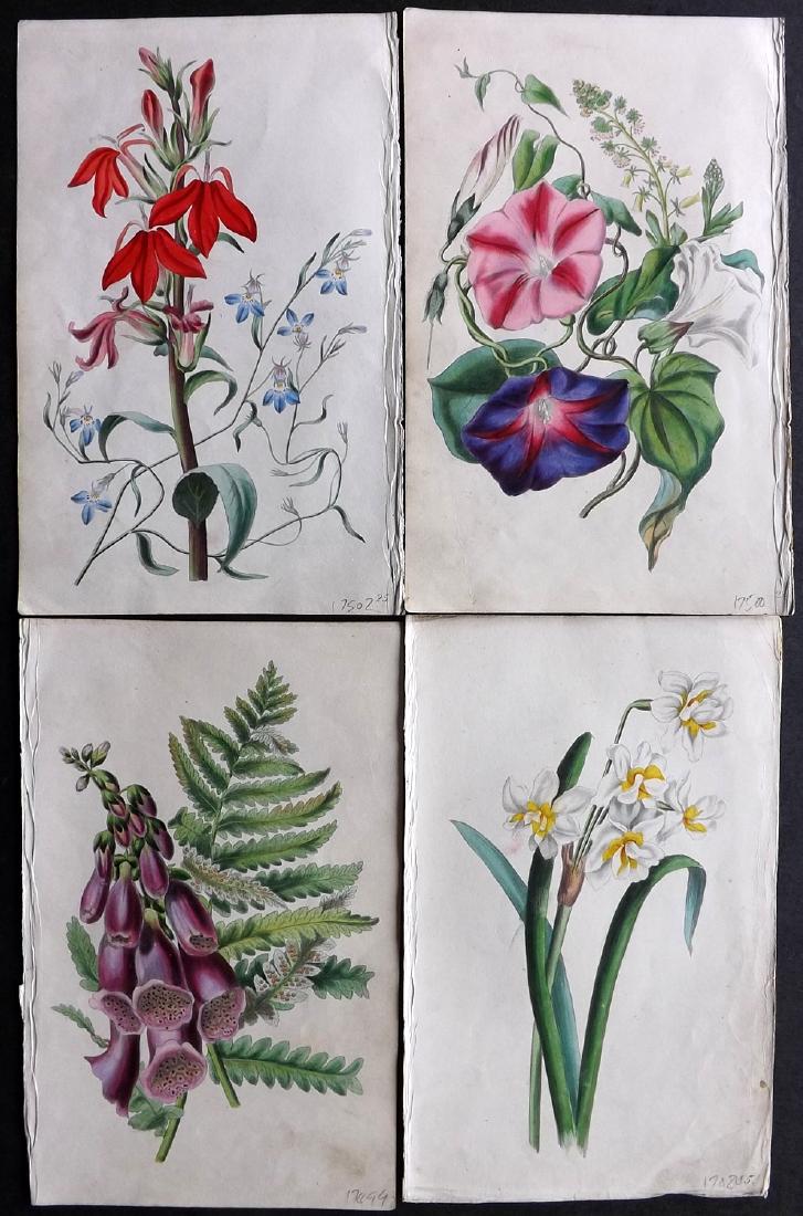 Twamley, Louisa 1836 Lot of 4 HCol Botanical Prints (1 of 2)