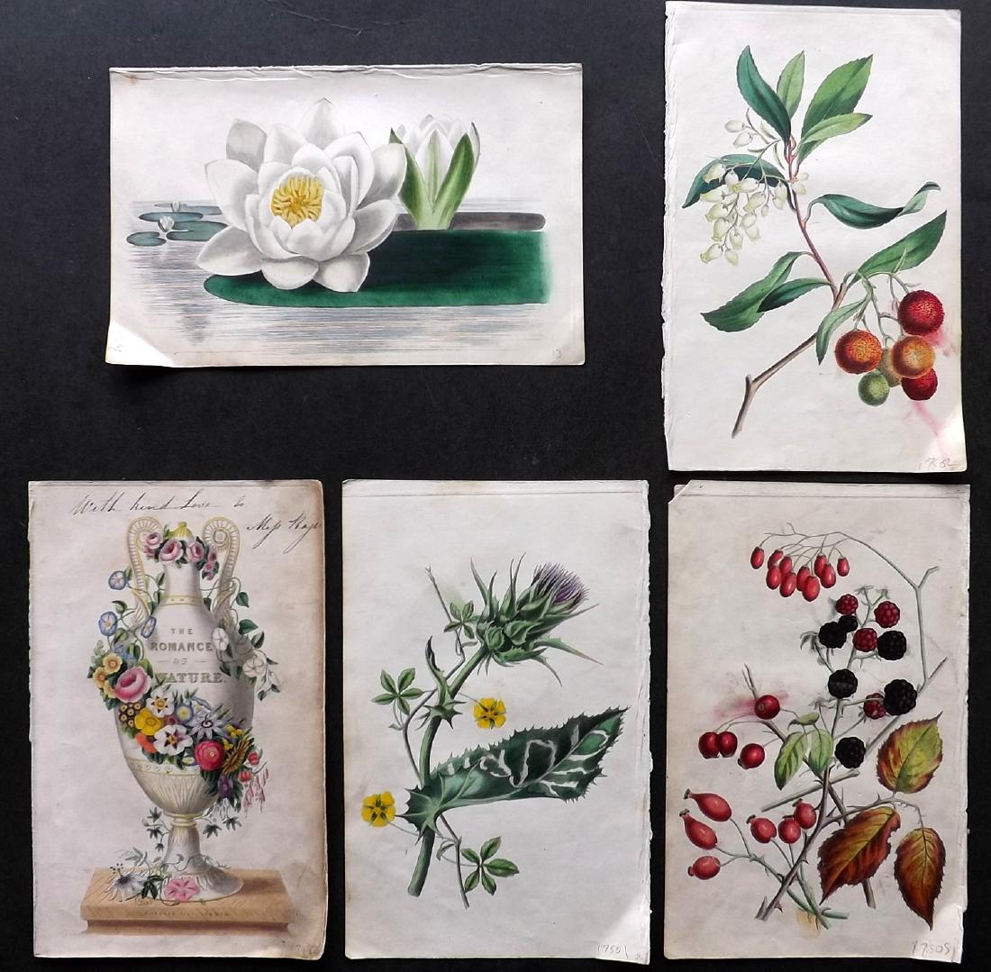 Twamley, Louisa 1836 Lot of 5 HCol Botanical Prints (1 of 2)
