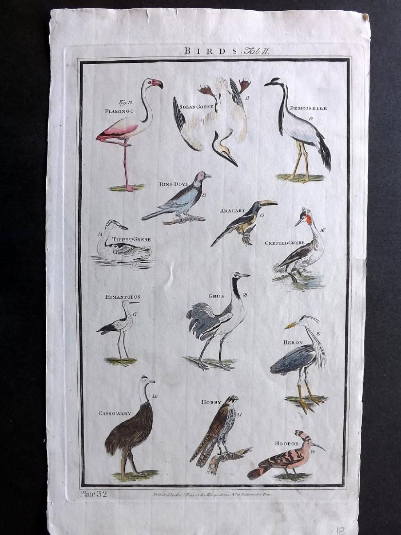 Howard, George 1796 LG HC Bird Print Flamingo Heron etc (1 of 2)