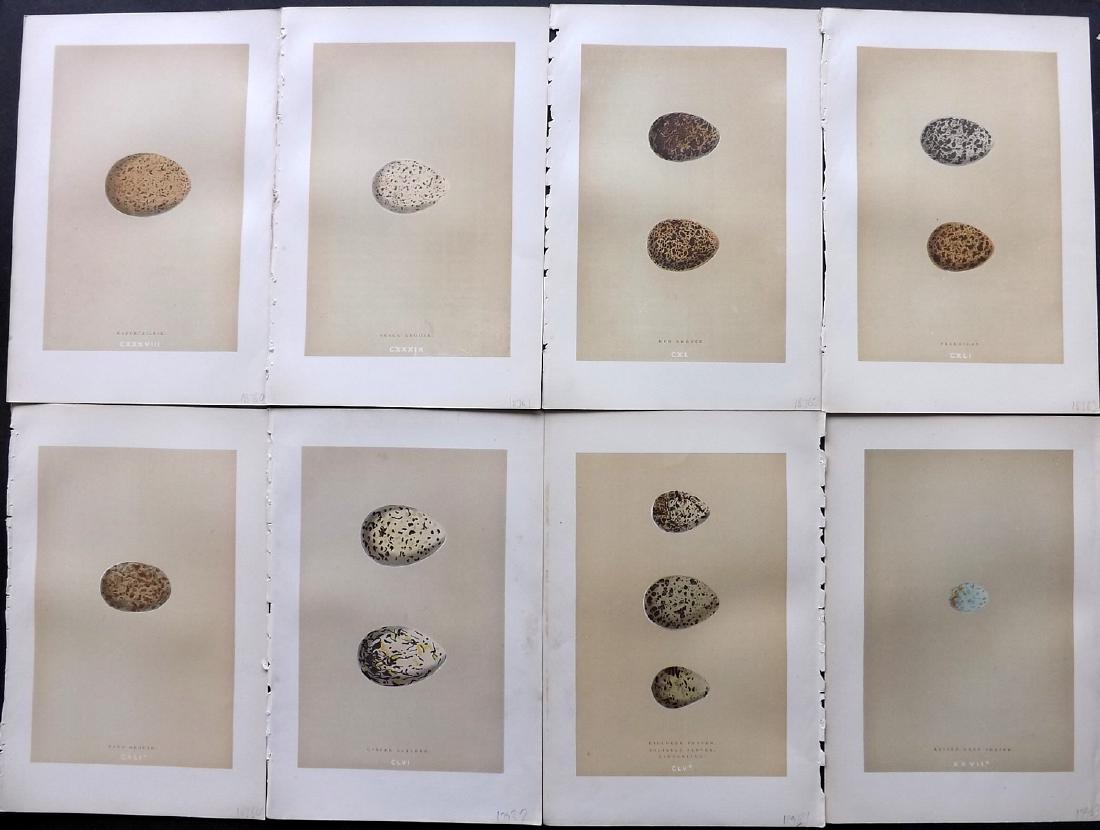 Morris, Francis 1896 Lot of 8 Bird Egg Prints: Woodblocks Published 1896, London for "A Natural History of the Nests and Eggs of British Birds" By the Rev. F. O. Morris, printed Benjamin Fawcett. Printed in colours and finished by hand. Paper Size