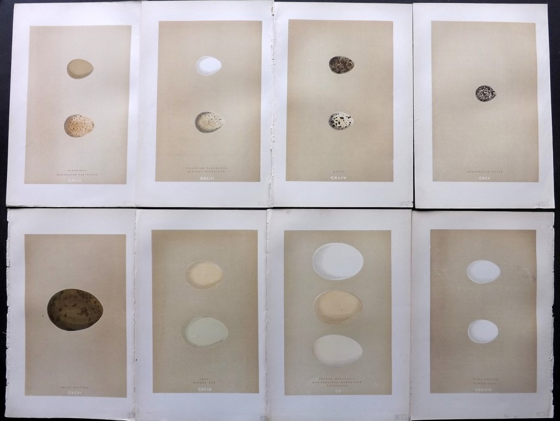 Morris, Francis 1896 Lot of 8 Bird Egg Prints: Woodblocks Published 1896, London for "A Natural History of the Nests and Eggs of British Birds" By the Rev. F. O. Morris, printed Benjamin Fawcett. Printed in colours and finished by hand. Paper Size