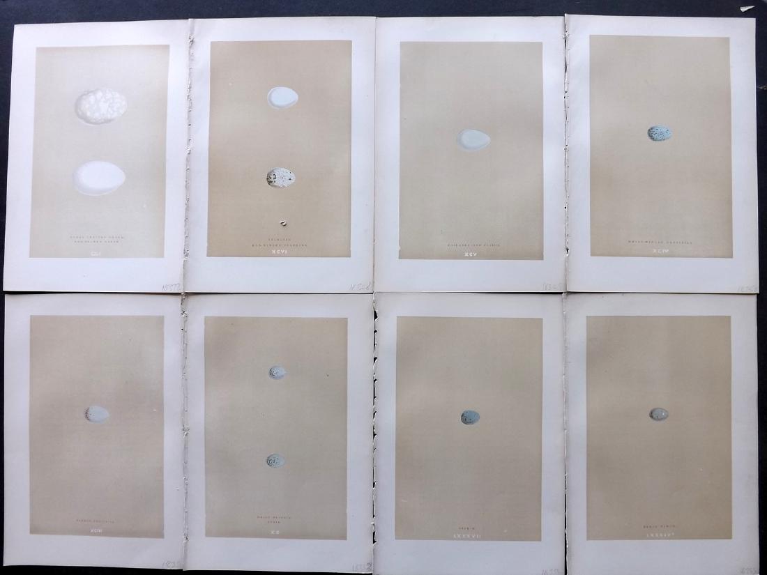 Morris, Francis 1896 Lot of 8 Bird Egg Prints: Woodblocks Published 1896, London for "A Natural History of the Nests and Eggs of British Birds" By the Rev. F. O. Morris, printed Benjamin Fawcett. Printed in colours and finished by hand. Paper Size