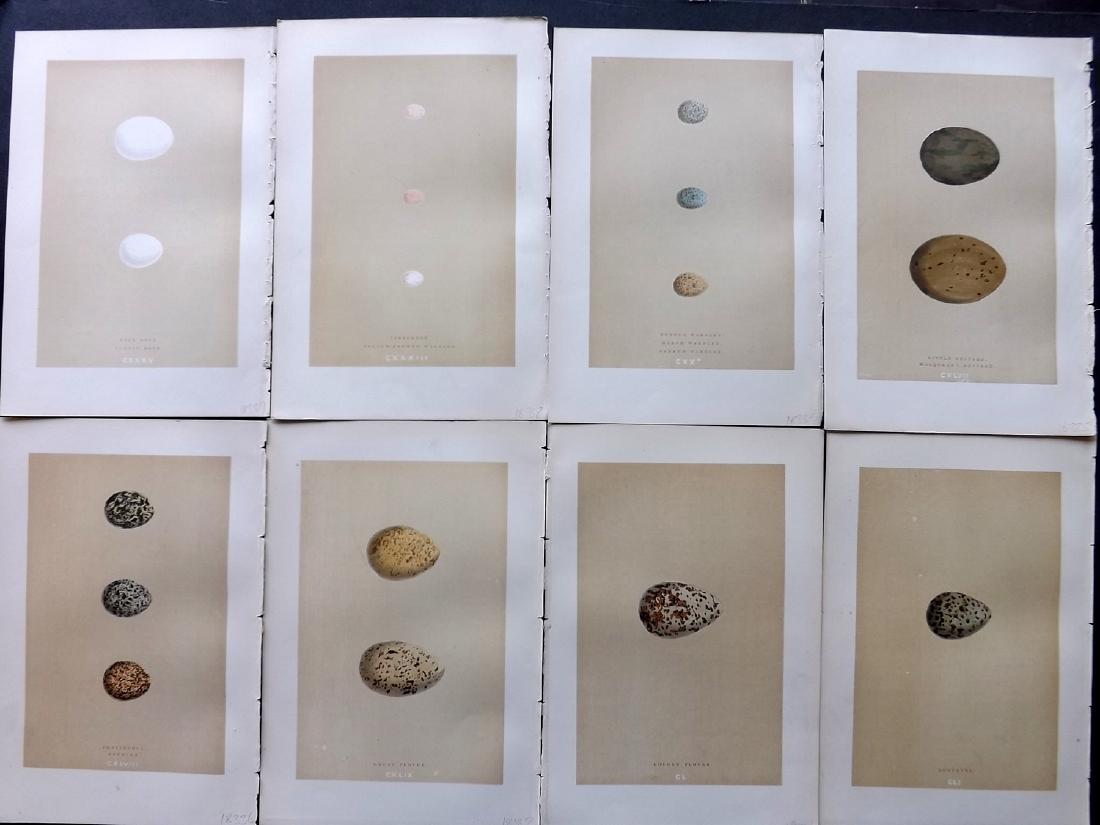Morris, Francis 1896 Lot of 8 Bird Egg Prints: Woodblocks Published 1896, London for "A Natural History of the Nests and Eggs of British Birds" By the Rev. F. O. Morris, printed Benjamin Fawcett. Printed in colours and finished by hand. Paper Size