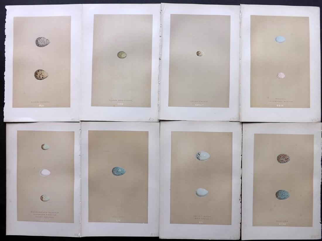 Morris, Francis 1896 Lot of 8 Bird Egg Prints: Woodblocks Published 1896, London for "A Natural History of the Nests and Eggs of British Birds" By the Rev. F. O. Morris, printed Benjamin Fawcett. Printed in colours and finished by hand. Paper Size