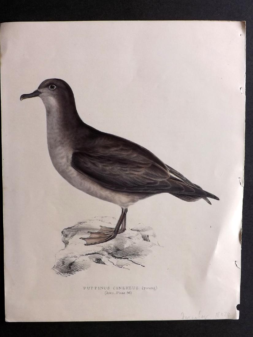 Smith, Andrew 1849 Hand Col Bird Print. Shearwater (1 of 2)