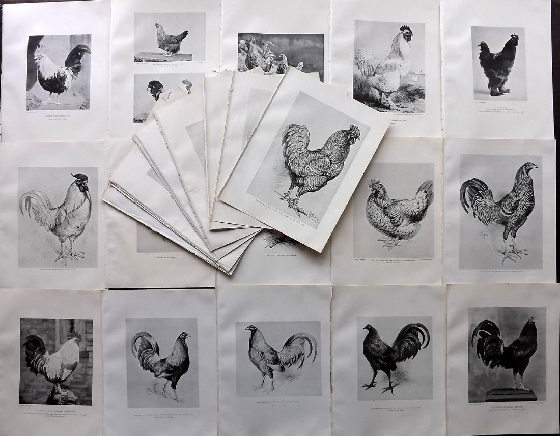 Weir, Harrison 1903 Lot of 35 Bird Prints. Poultry (1 of 2)