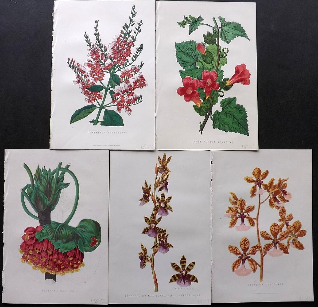 Anderson, James 1874 Lot 5 Botanical Prints Orchids etc (1 of 2)