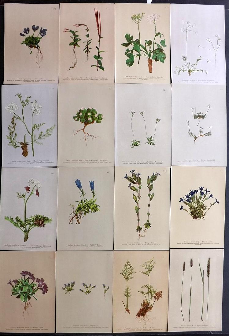 Hartinger, Anton 1897 Lot of 16 Botanical Prints: Chromolithographs Published 1897, Graz, Austria for "Atlas der Alpenflora" by Anton Hartinger. Paper Size: 7.5 x 5 inch (19 x 13cm) Good Condition