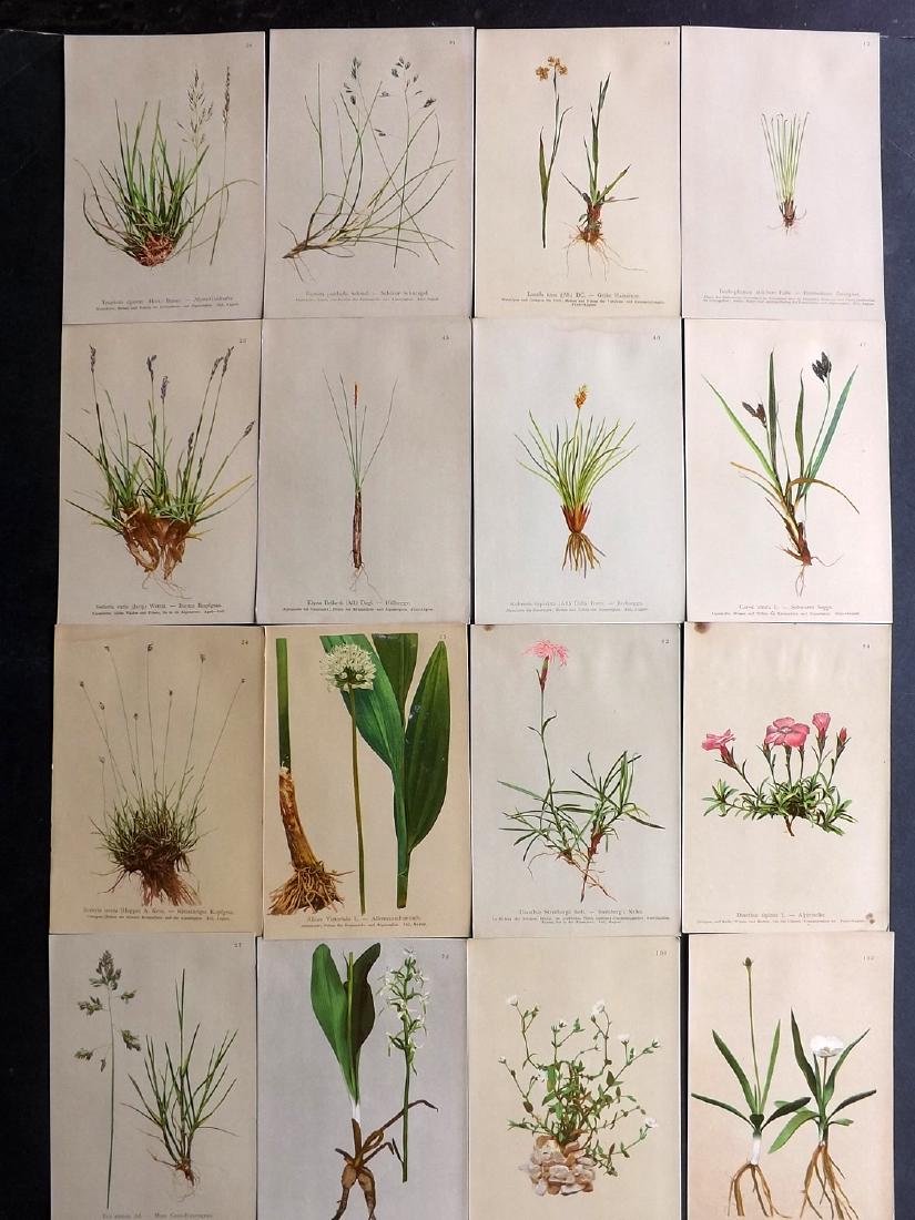 Hartinger, Anton 1897 Lot of 16 Botanical Prints: Chromolithographs Published 1897, Graz, Austria for "Atlas der Alpenflora" by Anton Hartinger. Paper Size: 7.5 x 5 inch (19 x 13cm) Good Condition