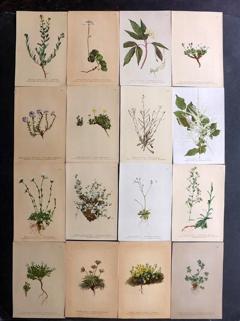 Hartinger, Anton 1897 Lot of 16 Botanical Prints: Chromolithographs Published 1897, Graz, Austria for "Atlas der Alpenflora" by Anton Hartinger. Paper Size: 7.5 x 5 inch (19 x 13cm) Good Condition