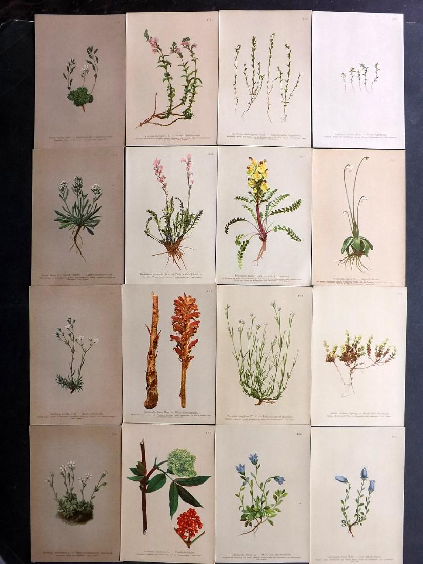 Hartinger, Anton 1897 Lot of 16 Botanical Prints: Chromolithographs Published 1897, Graz, Austria for "Atlas der Alpenflora" by Anton Hartinger. Paper Size: 7.5 x 5 inch (19 x 13cm) Good Condition