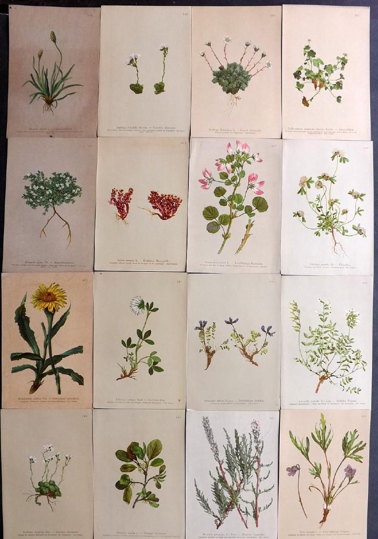 Hartinger, Anton 1897 Lot of 16 Botanical Prints: Chromolithographs Published 1897, Graz, Austria for "Atlas der Alpenflora" by Anton Hartinger. Paper Size: 7.5 x 5 inch (19 x 13cm) Good Condition