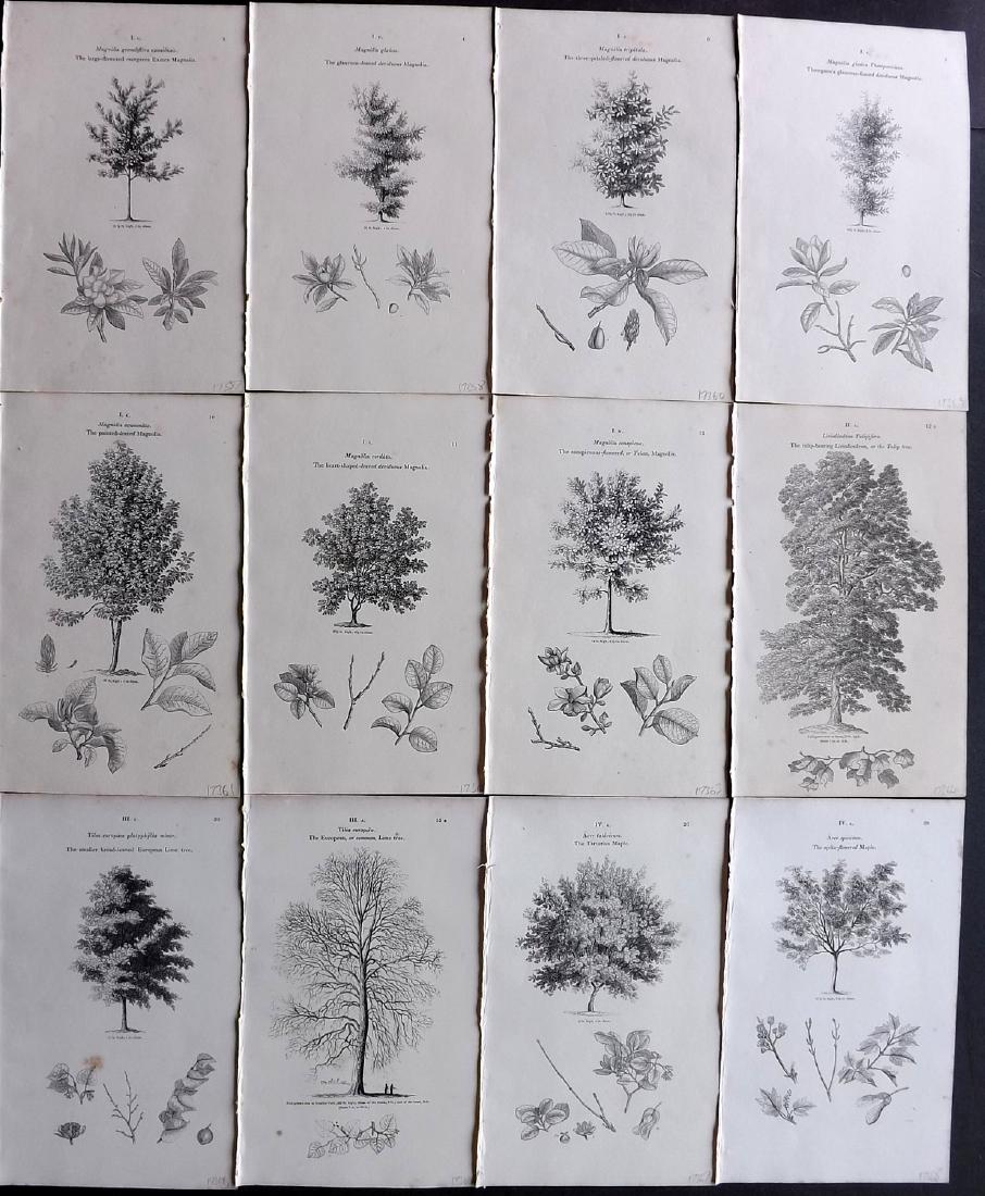 Loudon, John 1838 Lot of 12 Botanical Tree Prints: Wood Engraving Published 1838, London for "Arboretum et Fruticetum Britannicum; or, The Trees and Shrubs of Britain." by John Claudius Loudon. Reverse side blank. Paper Size: 8.5 x 5.5 inch (22 x 14cm