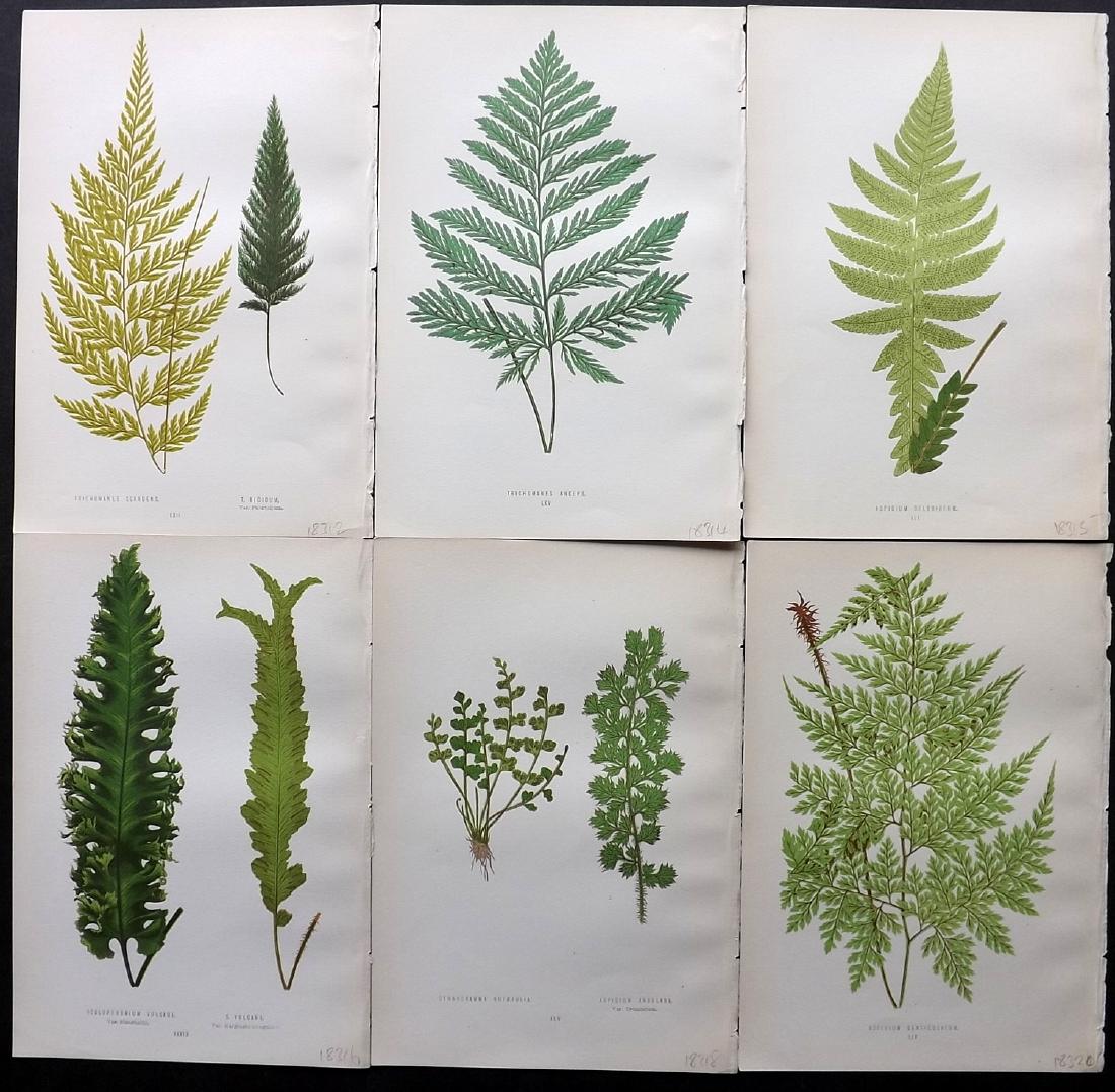 Lowe, Edward 1871 Lot of 6 Botanical Fern Prints (1 of 2)