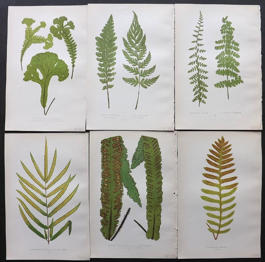 Lowe, Edward 1871 Lot of 6 Botanical Fern Prints (1 of 2)