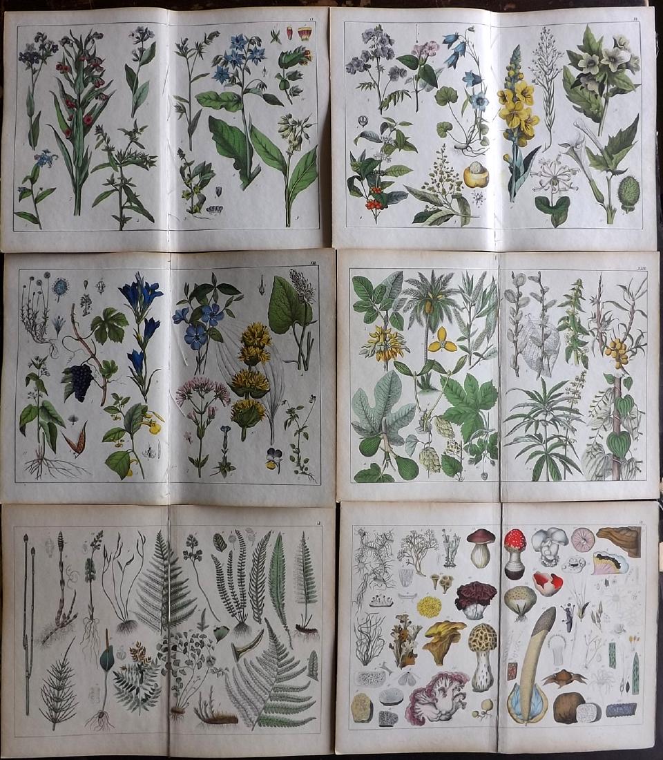 Schubert, Gotthilf C1860 Lot 6 Botanical. Cannabis etc (1 of 2)