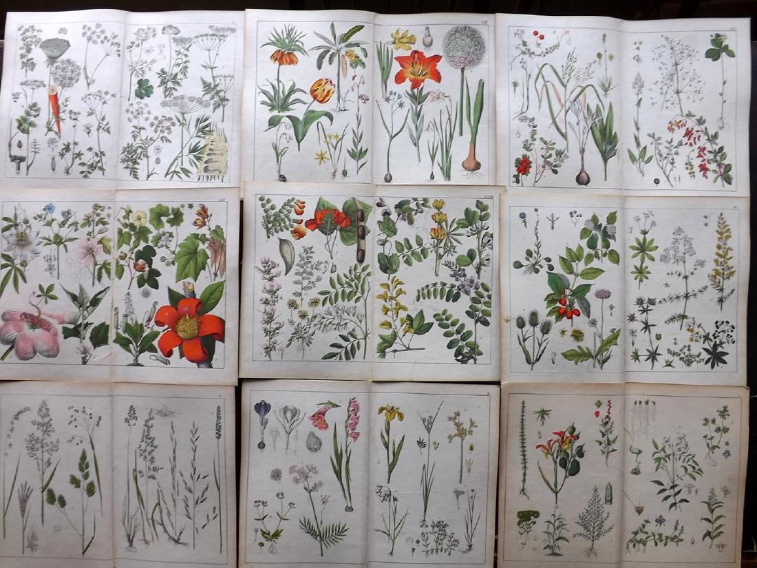 Schubert, Gotthilf C1860 Lot 9 LG HCol Botanical (1 of 2)