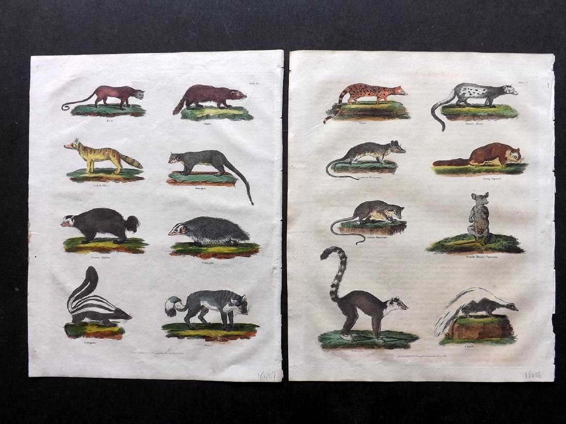 Buffon & Smellie C1821 Lot of 4 HC Animal Prints: Hand Coloured Copper Plates Published C1821 by Thomas Kelly, London for "A Natural History, General and Particular..." by The Comte de Buffon and William Smellie. Paper Size: 10 x 8.5 inch (25 x 22cm)