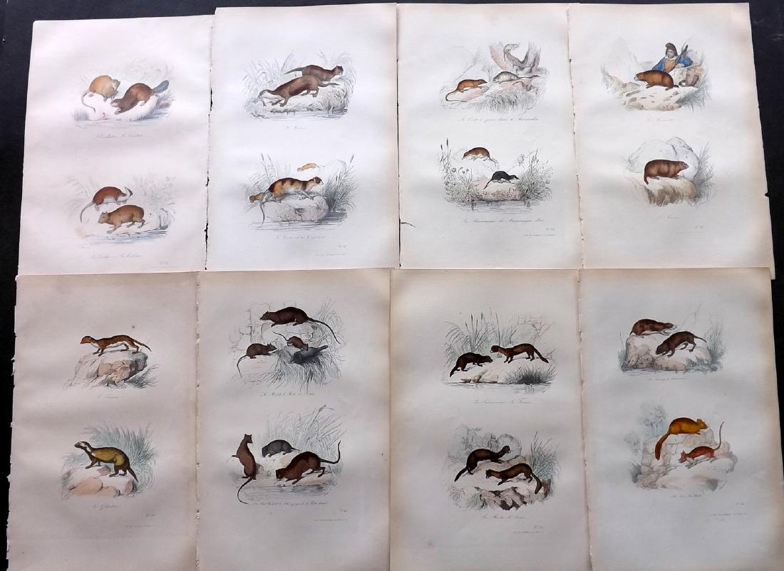 Buffon, Comte de 1857 Lot of 13 Hand Col Prints Rodents: Hand Coloured Etchings Published 1853-57, Paris for "Oeuvres Completes de Buffon" by The Comte de Buffon & Pierre Flourens. Paper Size: 10.5 x 7 inch (27 x 19cm) Good Condition overall