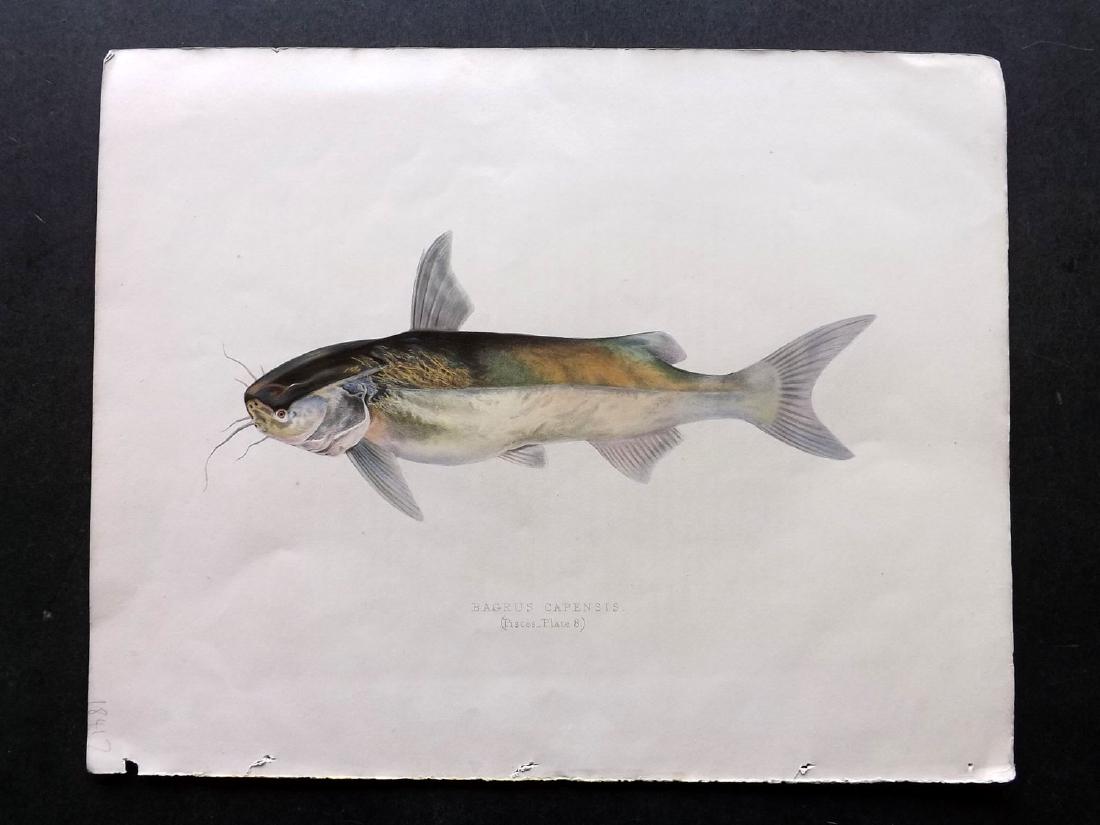 Smith, Andrew 1849 HCol Print. Bagrus Capensis Catfish (1 of 1)