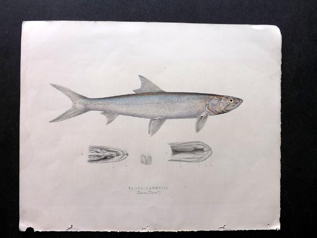 Smith, Andrew 1849 HCol Print. Elops Capensis Fish (1 of 1)