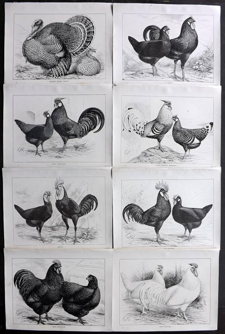 Ludlow, J. H. 1903 Lot of 8 Poultry Prints. Turkey etc (1 of 2)