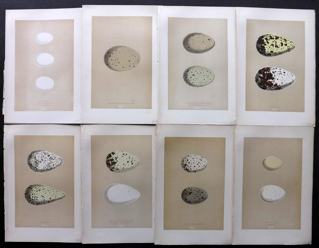 Morris, Francis 1896 Lot of 8 Bird Egg Prints: Woodblocks Published 1896, London for "A Natural History of the Nests and Eggs of British Birds" By the Rev. F. O. Morris, printed Benjamin Fawcett. Printed in colours and finished by hand. Paper Size