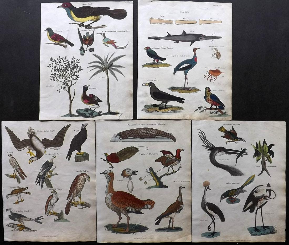 Shaw & Goldsmith 1817 Lot 5 Hand Col Bird Prints (1 of 2)