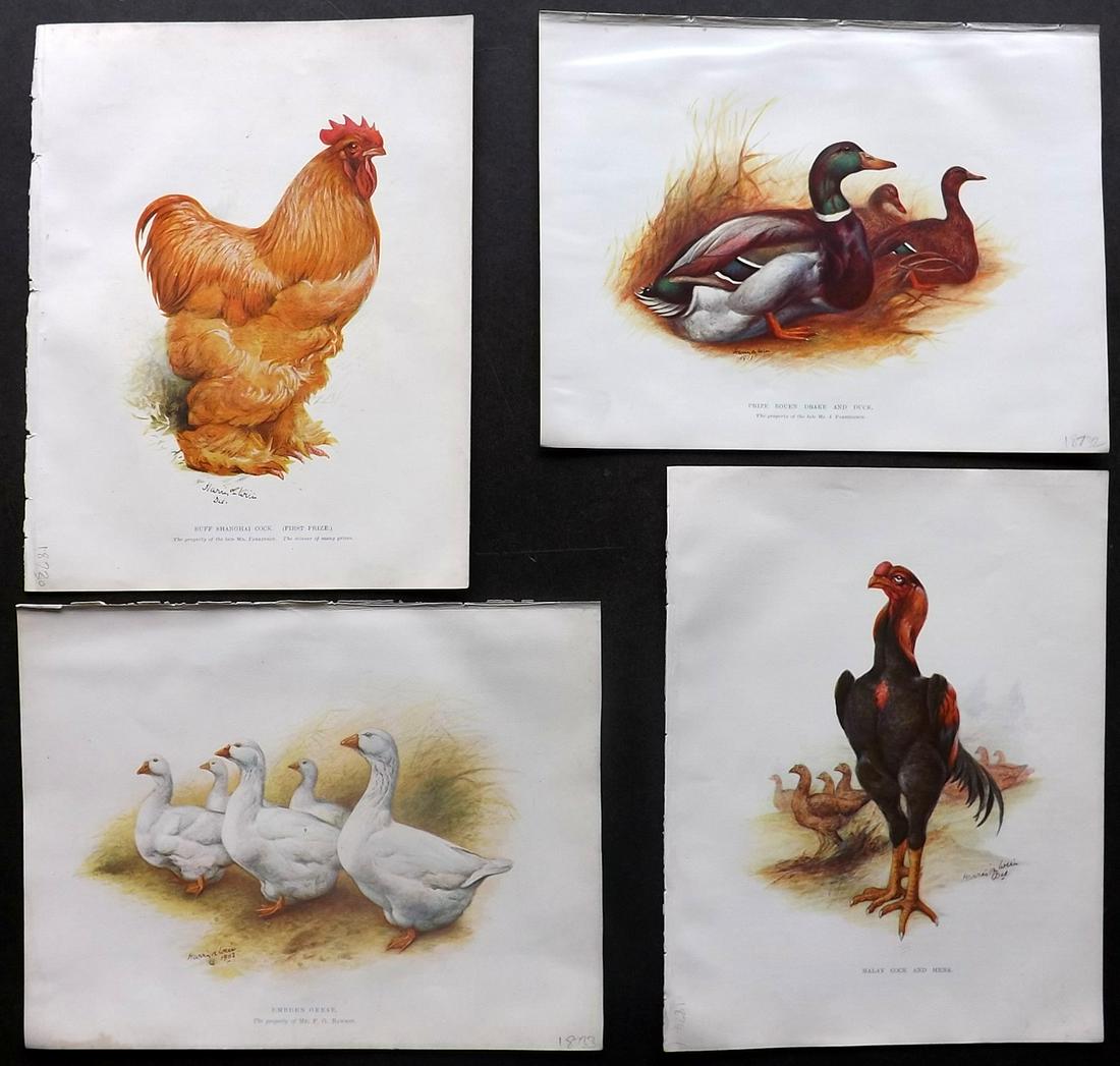 Weir, Harrison 1903 Lot of 4 Poultry & Duck Prints: Lithograph Published 1902-03, London for "Our Poultry and All about Them" by Harrison Weir. Paper Size: 10.5 x 8 inch (27 x 20cm) Very minor margin toning, otherwise fine