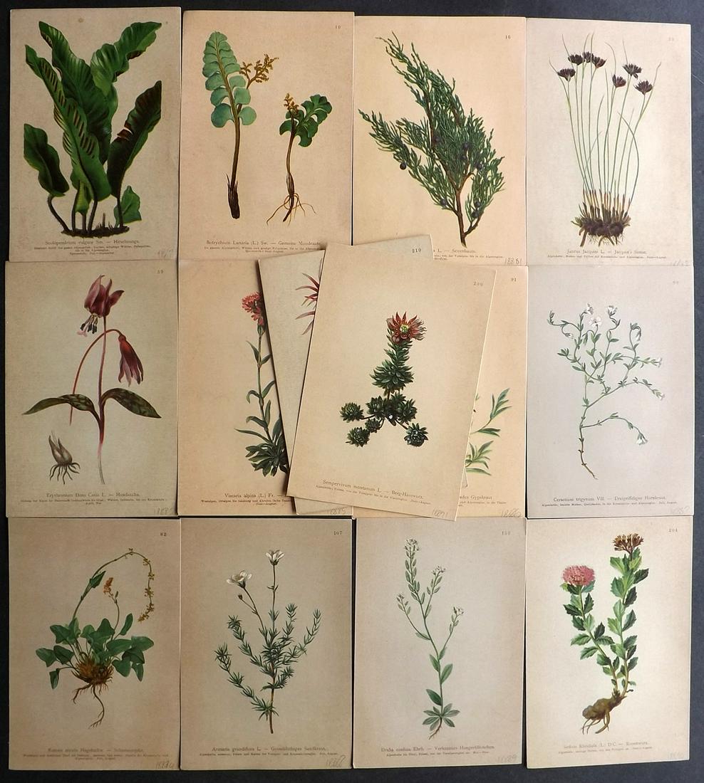 Hartinger, Anton 1897 Lot of 14 Botanical Prints: Chromolithographs Published 1897, Graz, Austria for "Atlas der Alpenflora" by Anton Hartinger. Paper Size: 7.5 x 5 inch (19 x 13cm) Good Condition