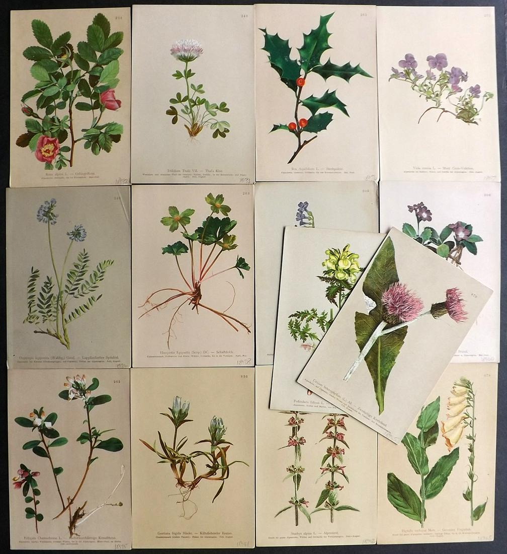 Hartinger, Anton 1897 Lot of 14 Botanical Prints (1 of 2)