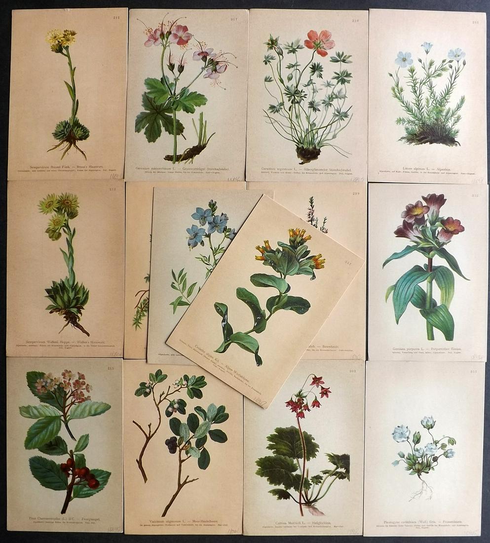 Hartinger, Anton 1897 Lot of 14 Botanical Prints (1 of 2)