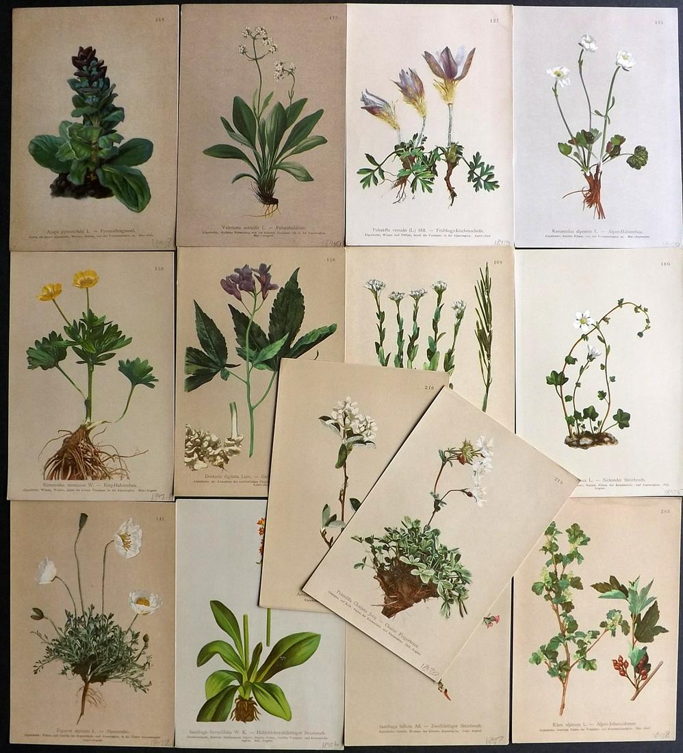 Hartinger, Anton 1897 Lot of 14 Botanical Prints: Chromolithographs Published 1897, Graz, Austria for "Atlas der Alpenflora" by Anton Hartinger. Paper Size: 7.5 x 5 inch (19 x 13cm) Good Condition