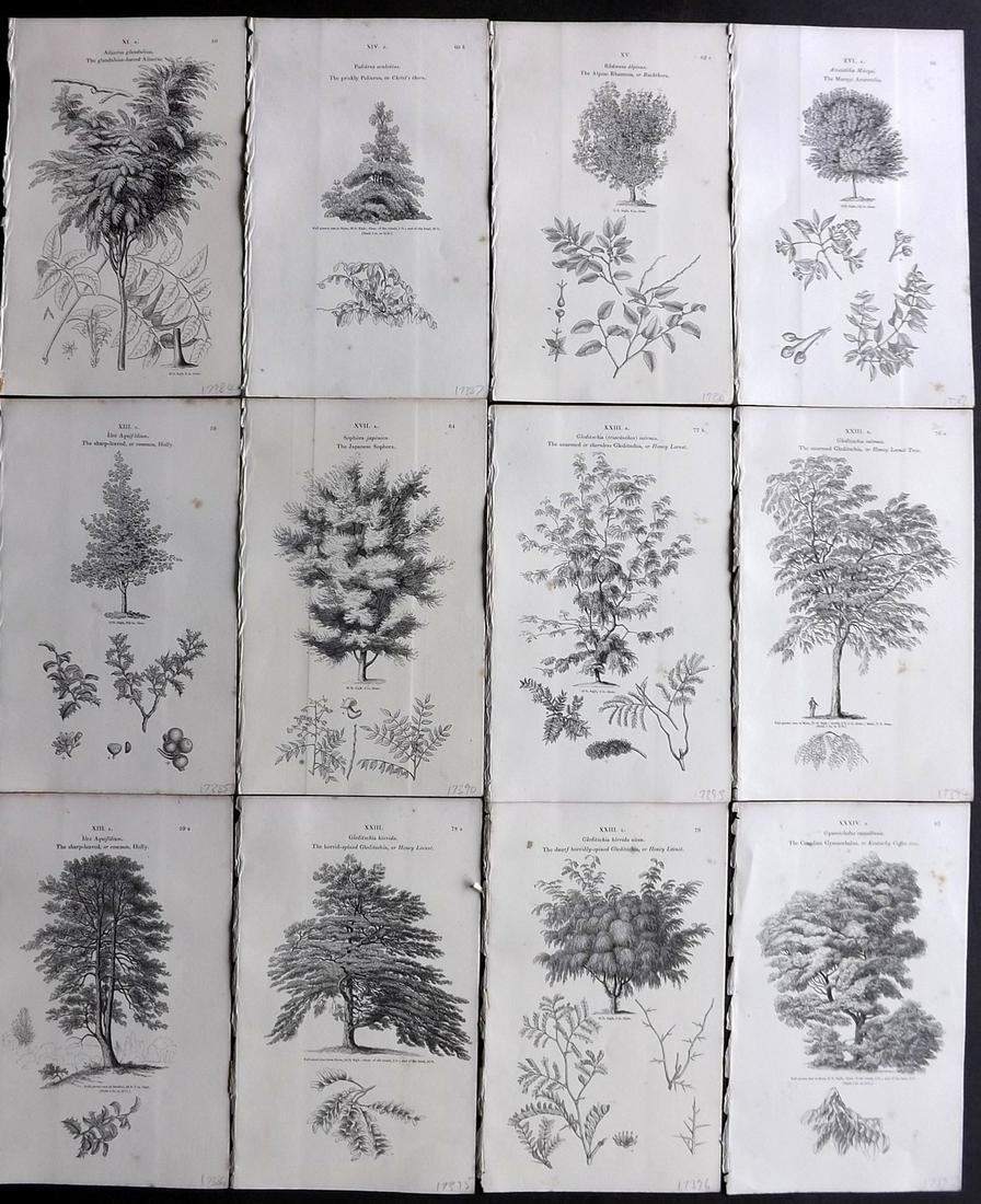 Loudon, John 1838 Lot of 12 Botanical Tree Prints (1 of 2)