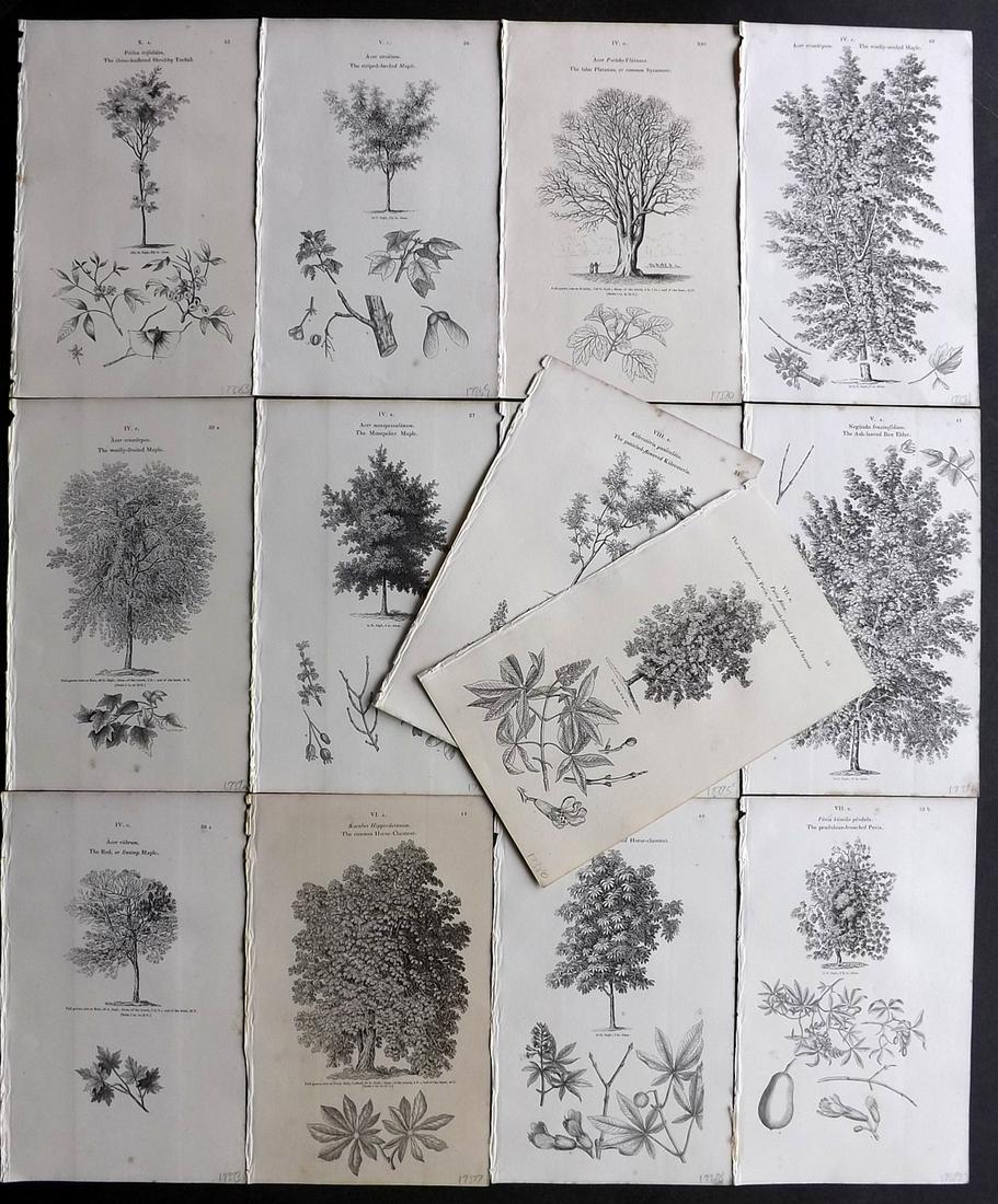 Loudon, John 1838 Lot of 14 Botanical Tree Prints: Wood Engraving Published 1838, London for "Arboretum et Fruticetum Britannicum; or, The Trees and Shrubs of Britain." by John Claudius Loudon. Reverse side blank. Paper Size: 8.5 x 5.5 inch (22 x 14cm