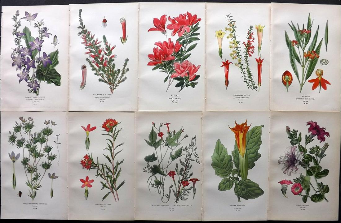 Step, Edward 1897 Lot of 10 Botanical Prints: Chromolithograph Published 1896-97 by Frederick Warne & Co., London for "Favourite Flowers of Garden and Greenhouse" by Edward Step and William Waton. Paper Size: 9.5 x 6 inch (24 x 15cm) Good Conditi